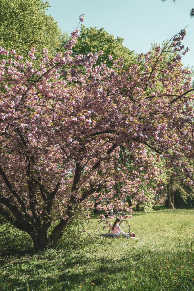 Rosa Baum im Friedhof Sihlfeld